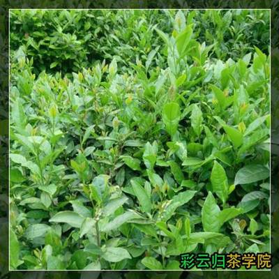 2016年中国茶叶价格表及代理销售分析——以勐海县勐宋石进雄茶厂与昌宁易佑茶厂为例